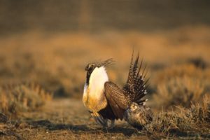 Male and Female Sage Grouse
