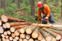logger, lumberjack, logging