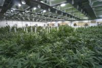 Marijuana grow operation